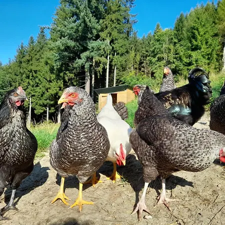 Apartment Miniponyhof Biohof Almbauer