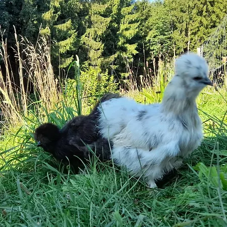 Apartment Miniponyhof Biohof Almbauer Waidhofen an der Ybbs