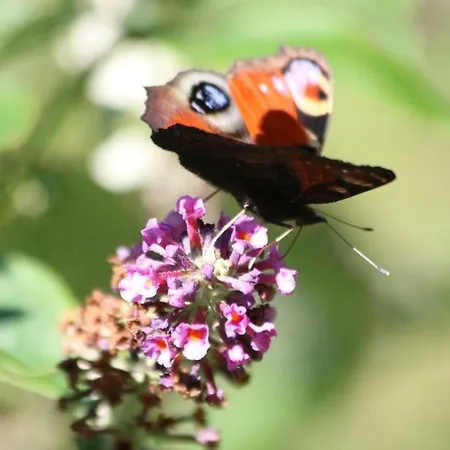 Miniponyhof Biohof Almbauer * Waidhofen an der Ybbs