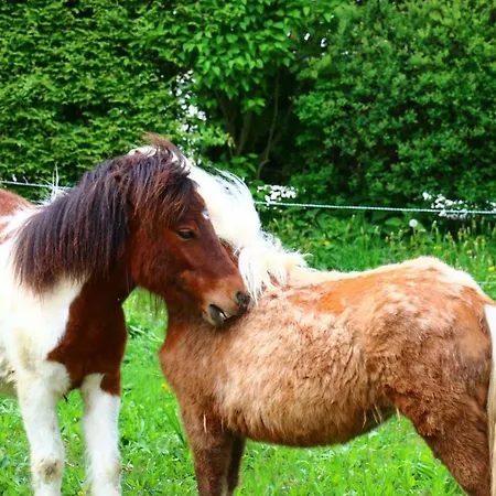 Miniponyhof Biohof Almbauer