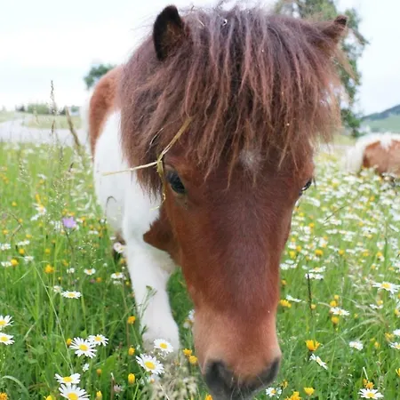 Apartment Bio Bauernhof - Mini Shetland Ponyhof Almbauer
