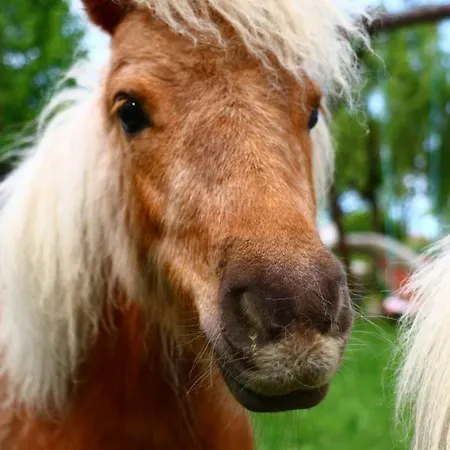 Bio Bauernhof - Mini Shetland Ponyhof Almbauer * Waidhofen an der Ybbs