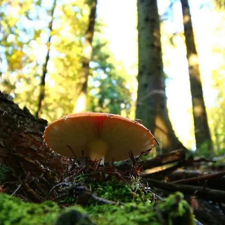 Miniponyhof Biohof Almbauer Apartment *