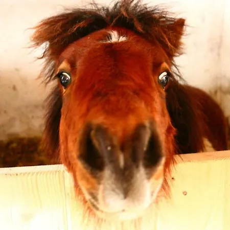 Miniponyhof Biohof Almbauer