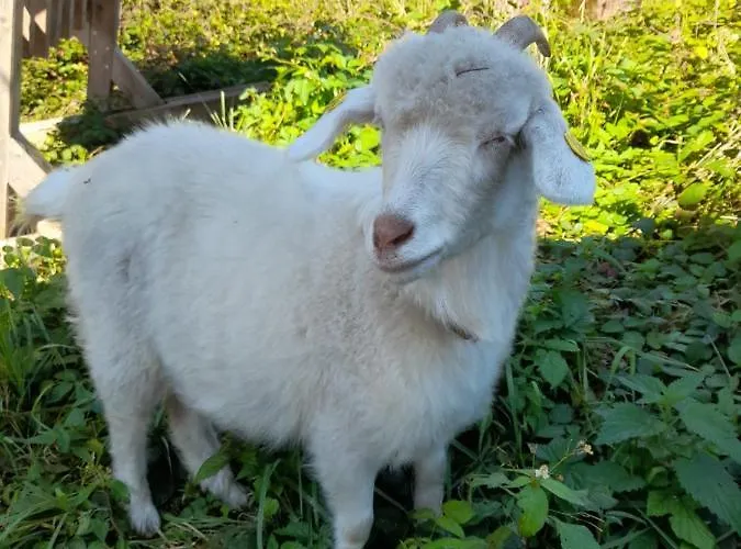 Miniponyhof Biohof Almbauer Apartment *