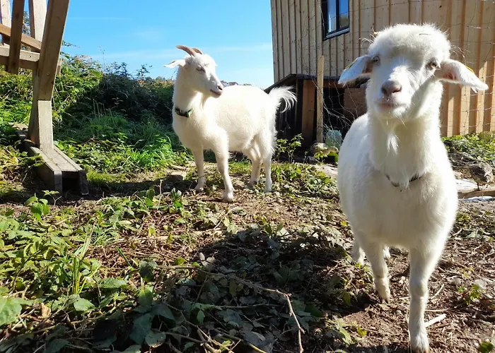Miniponyhof Biohof Almbauer *