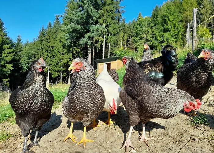 Apartment Miniponyhof Biohof Almbauer