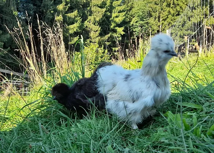 Apartamento Miniponyhof Biohof Almbauer Waidhofen an der Ybbs