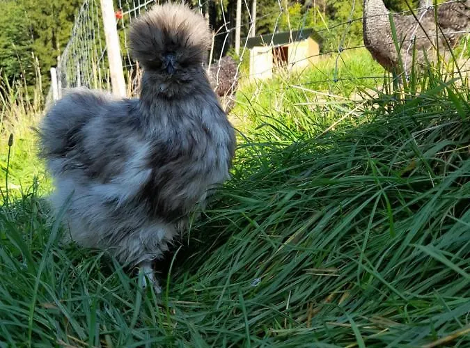 Miniponyhof Biohof Almbauer Apartamento *