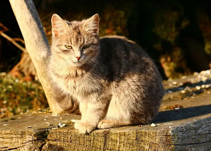 Apartamento Miniponyhof Biohof Almbauer *