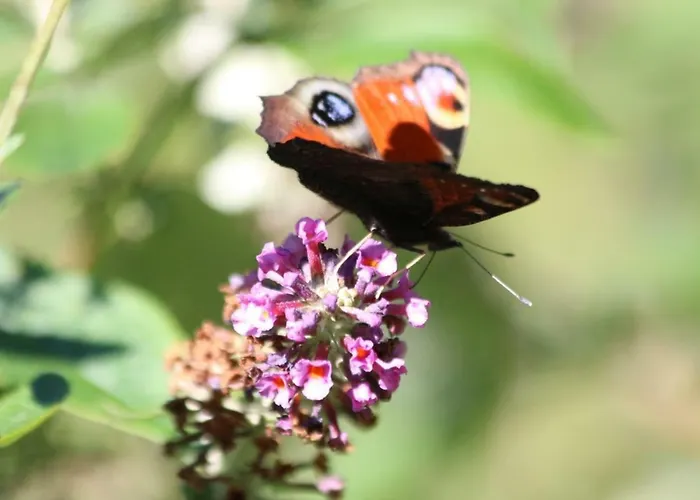 Miniponyhof Biohof Almbauer * Waidhofen an der Ybbs