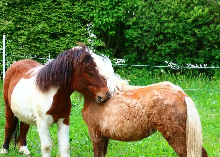 Miniponyhof Biohof Almbauer