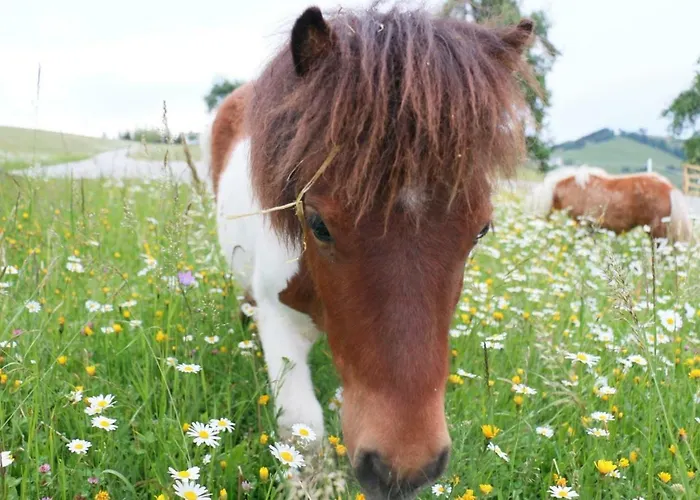Apartment Miniponyhof Biohof Almbauer