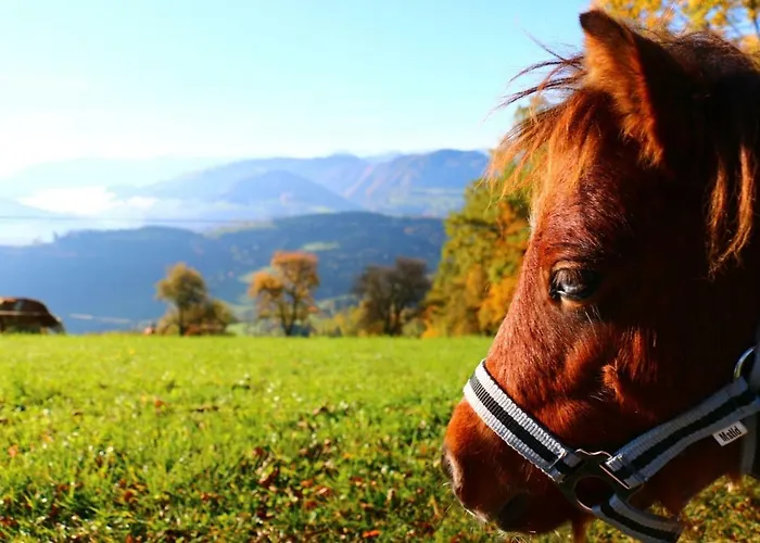 Miniponyhof Biohof Almbauer *
