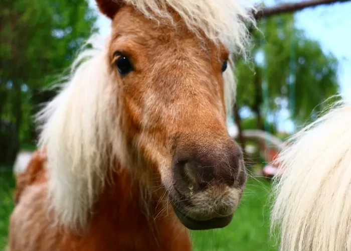 Miniponyhof Biohof Almbauer * Waidhofen an der Ybbs