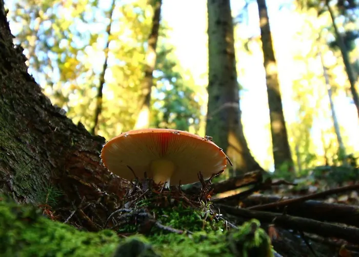 Miniponyhof Biohof Almbauer Apartment *