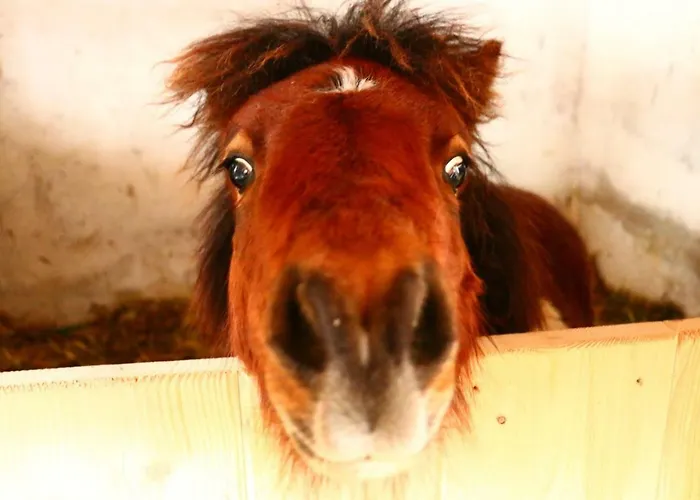 Miniponyhof Biohof Almbauer